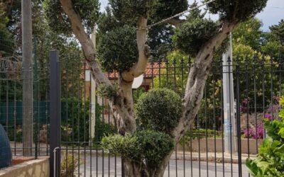 Potatura di alberi a Palermo e provincia