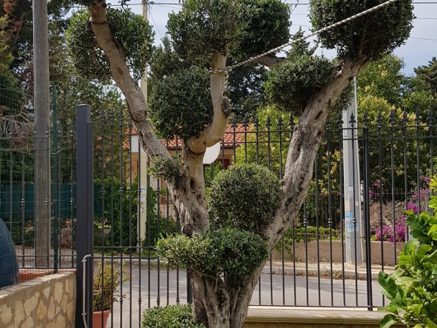 Potatura di alberi a Palermo e provincia