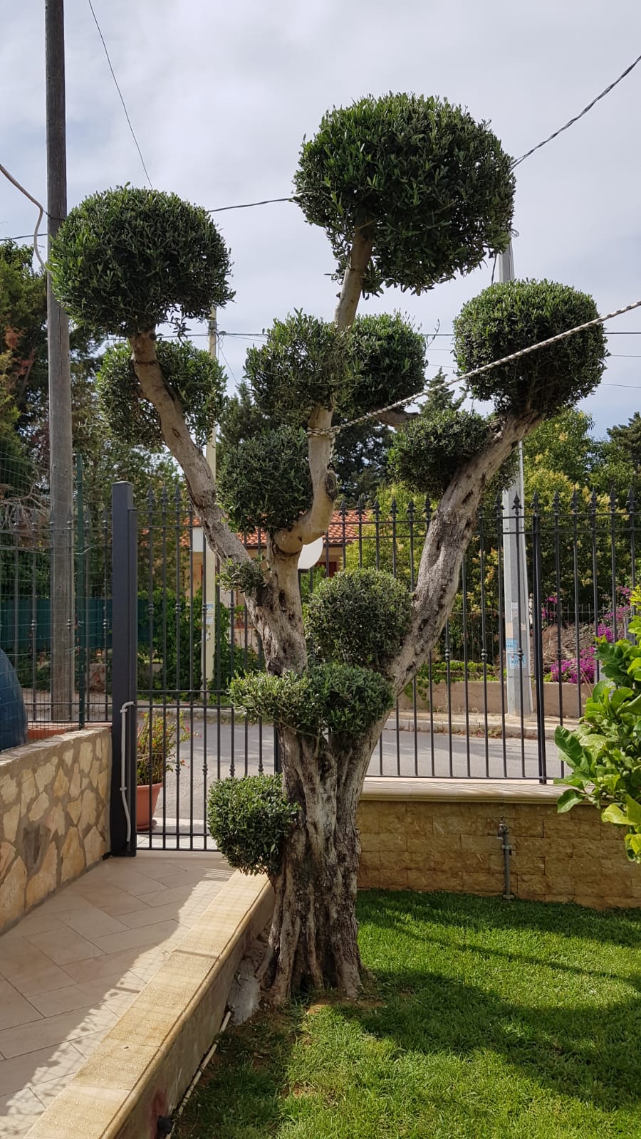 servizi di potatura degli alberi a Palermo - Trapani