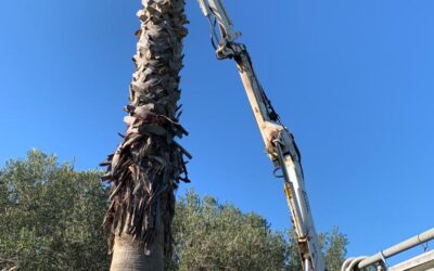 Abbattimento alberi a Palermo e provincia