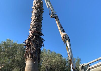 Servizio di Abbattimento Alberi a Palermo e provincia