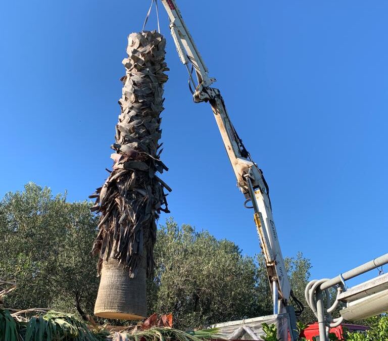 Abbattimento alberi a Palermo e provincia