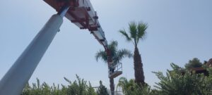 Potatura e abbattimento palme Palermo e provincia