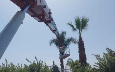Potatura e abbattimento Palme
