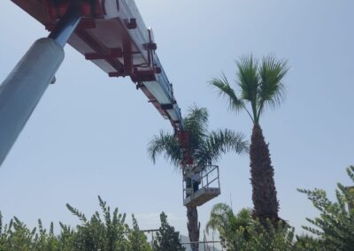 Potatura e abbattimento palme Palermo e provincia