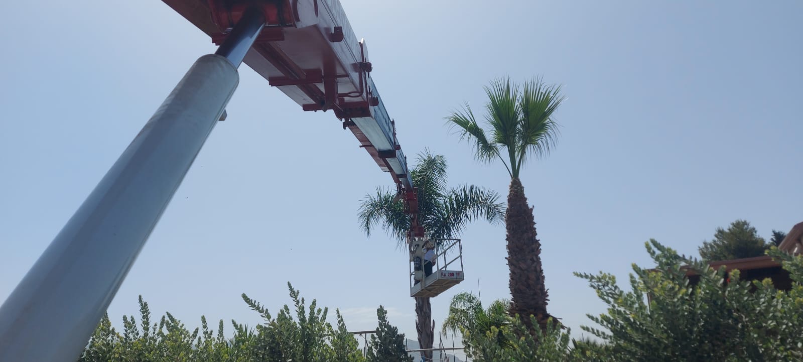 Potatura e abbattimento palme Palermo e provincia